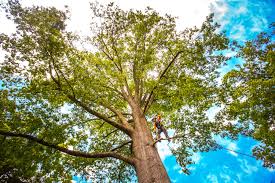 Best Stump Grinding and Removal  in Cortland, OH