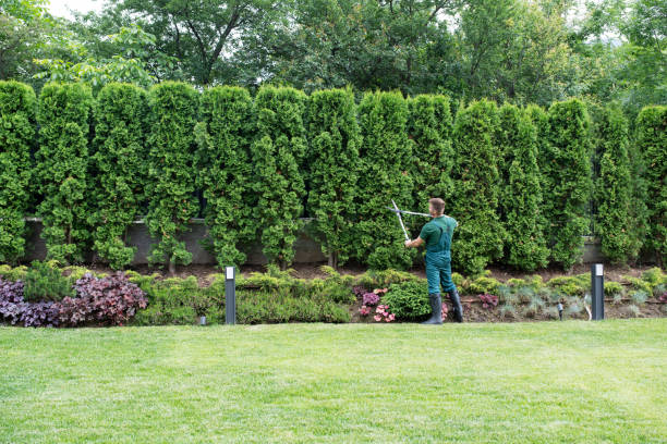 Lawn Renovation and Restoration in Cortland, OH