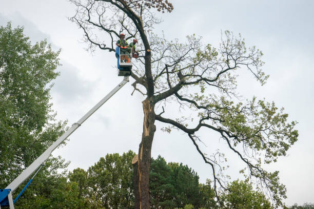 Best Tree Maintenance Programs  in Cortland, OH