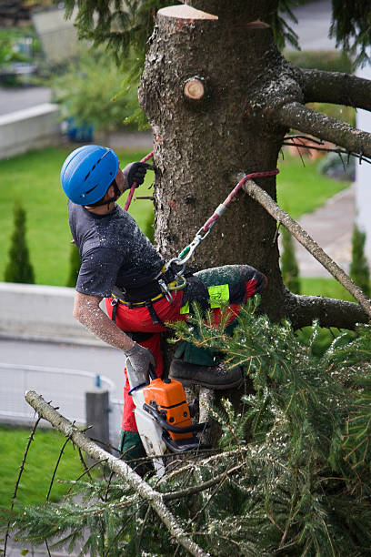 Trusted Cortland, OH Tree Care  Experts