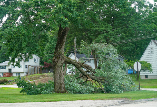 How Our Tree Care Process Works  in  Cortland, OH