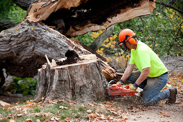 Best Root Management and Removal  in Cortland, OH