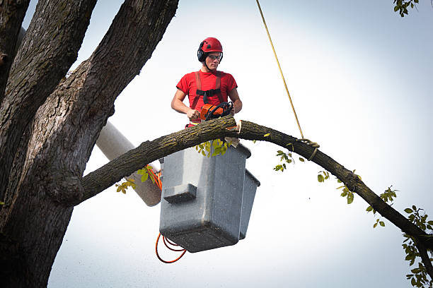 Best Utility Line Clearance  in Cortland, OH