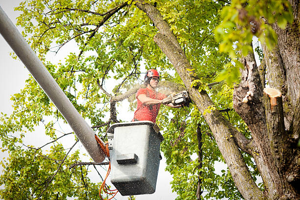 Best Fruit Tree Pruning  in Cortland, OH