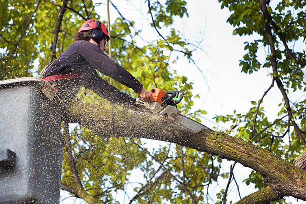 Best Commercial Tree Services  in Cortland, OH